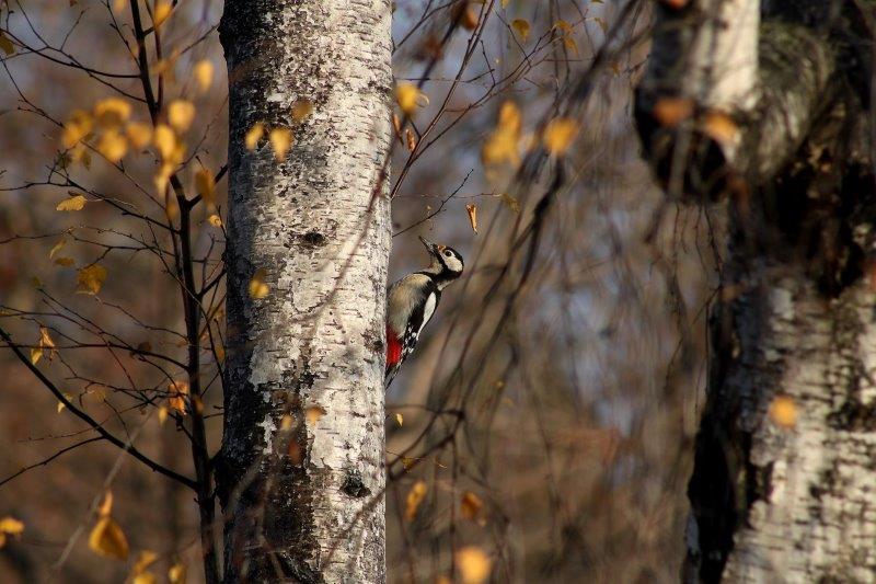 3natur